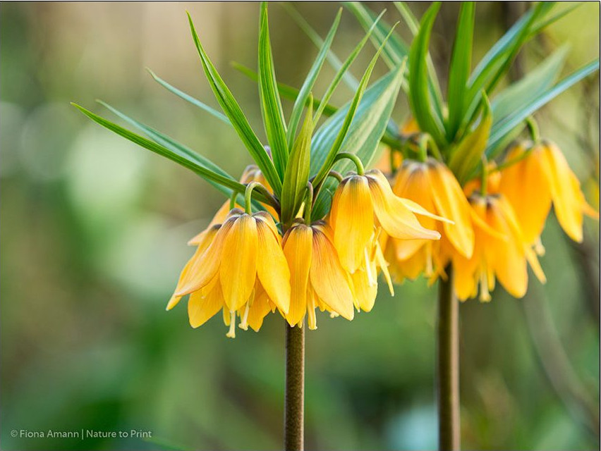 Gelbe Kaiserkronen | Blumenbild auf Leinwand oder Kunstdruck
