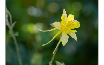 Gelbe Akelei Maxi. Bezaubernde Dancing Columbine
