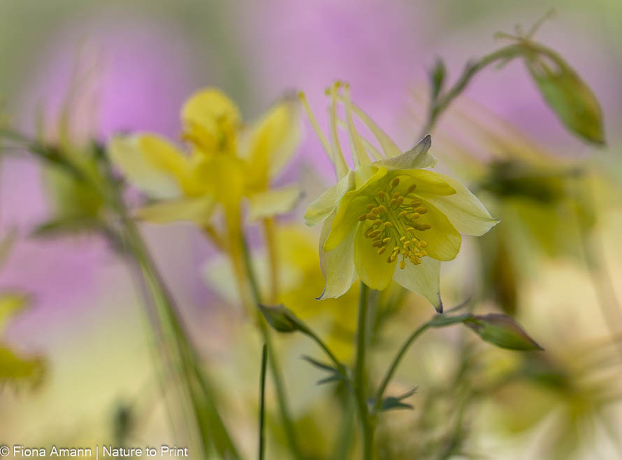 Saatgut ernten lohnt sich auch bei Akeleien. 