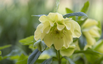 12 Monate Gartenglück trotz Klimawandel