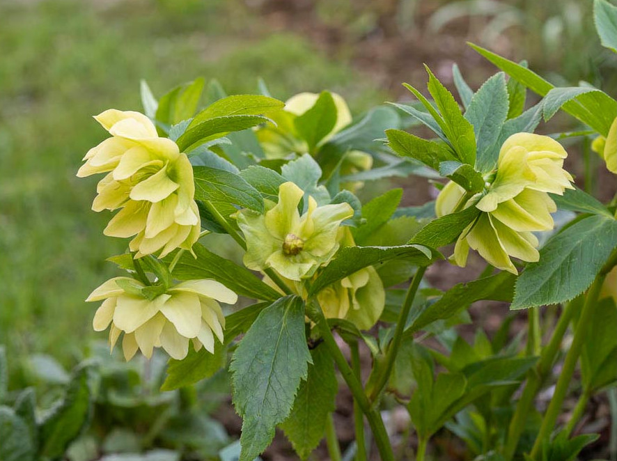 Gelbe Lenzrose, Helleborus orientalis harmoniert mit Kaukasisches Vergissmeinnicht
