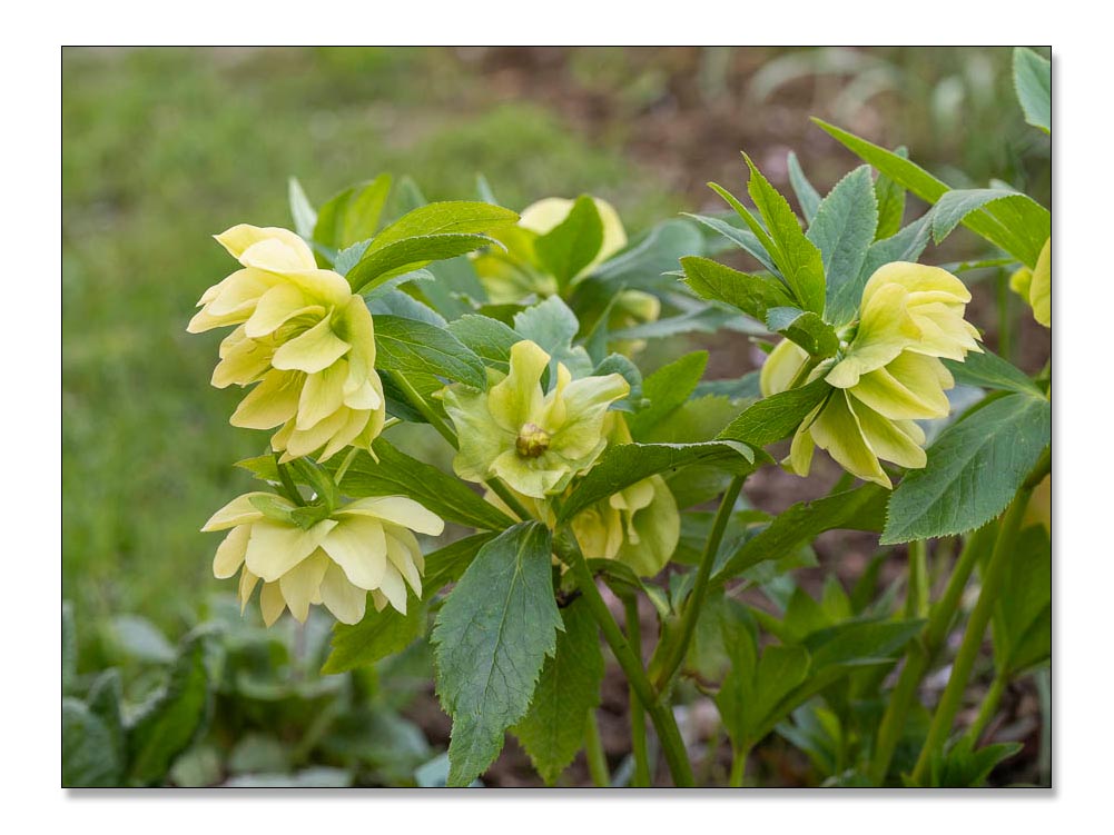 Gelbe Lenzrose, Helleborus orientalis harmoniert mit Kaukasisches Vergissmeinnicht