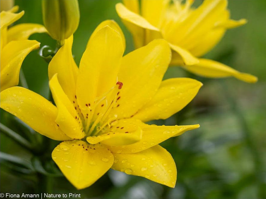 Asiatische Lilie mit gelben Blüten, blüht bereits ab Juni