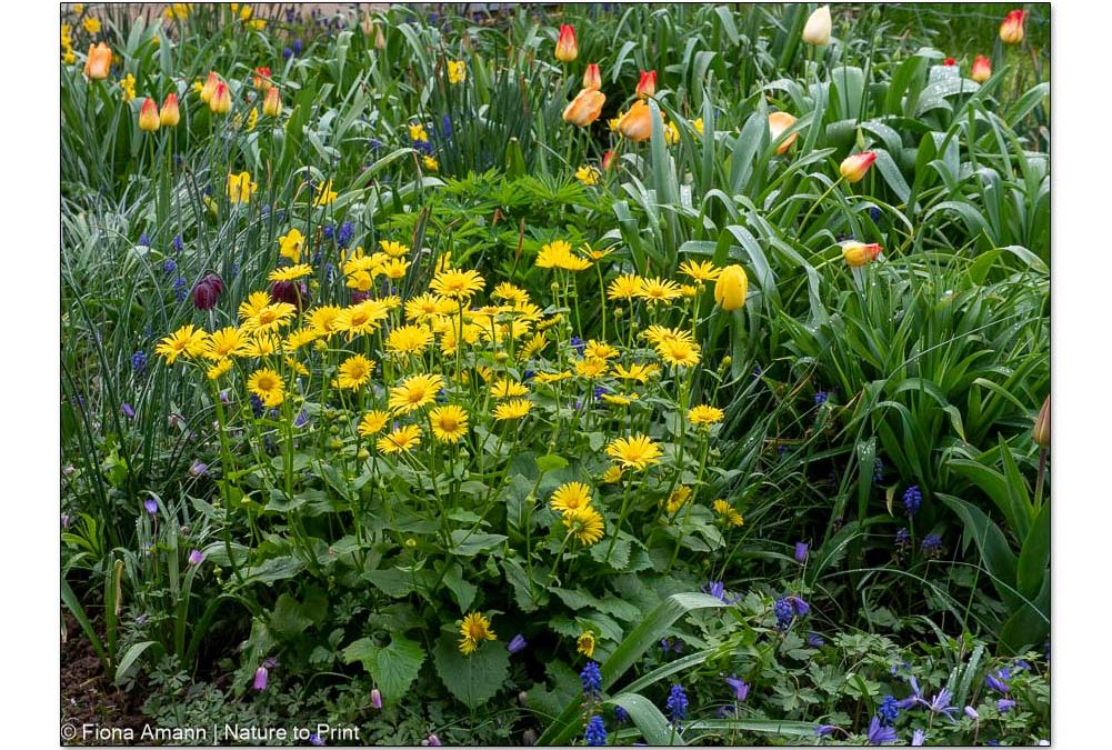Ein Blumenbeet gestalten, das lange blüht | Gemswurz und Tulpen