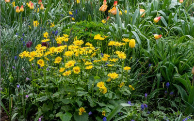 Ein Blumenbeet gestalten das lange blüht