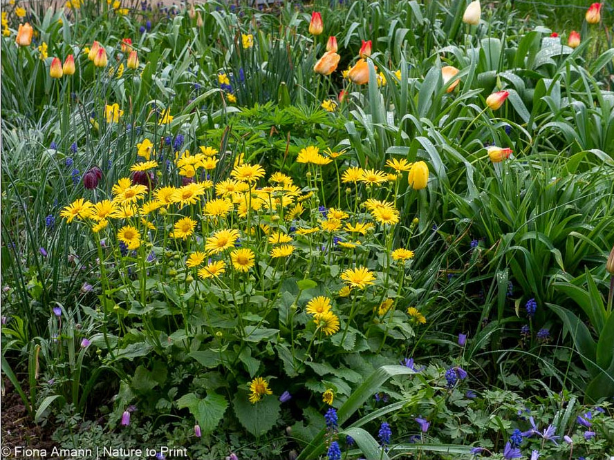 Ein Blumenbeet gestalten das lange blüht