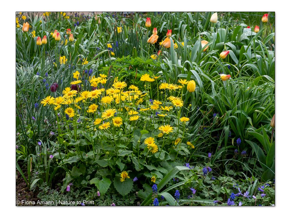 Ein Blumenbeet gestalten, das lange blüht | Gemswurz und Tulpen