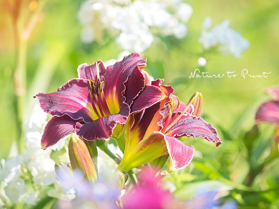 Hemerocallis Gentle Ed vor Phlox David