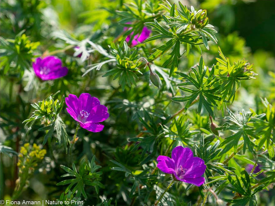 Der kleine Blut-Storchschnabel ist robust, hält Trockenheit und mageren Boden aus