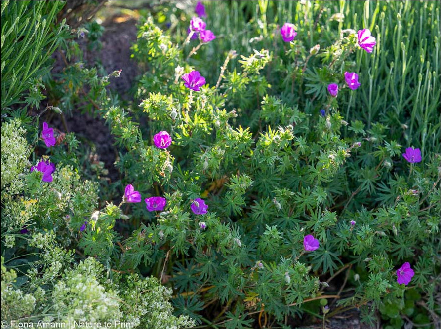 Kleiner Blut-Storchschnabel in der Gartenmauer zwischen Steinkraut und Lavendel