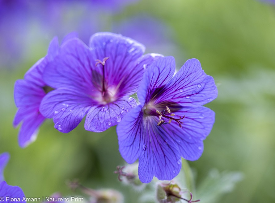 Violetter Storchschnabel, hohe Sorte, Prächtiger Storchschnabel, Geranium x magnificum Prächtiger Storchschnabel Geranium x magnificum