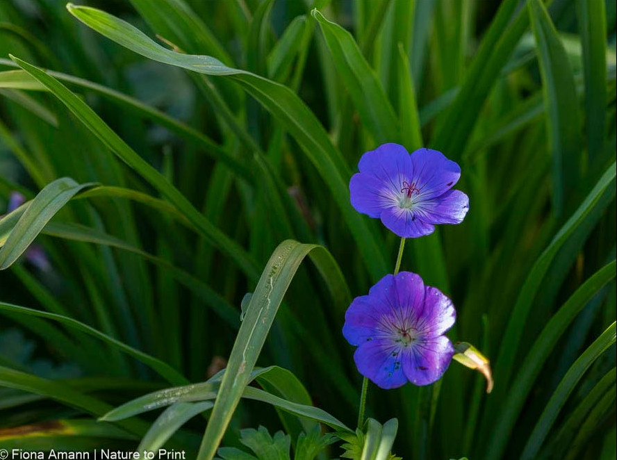 Geranium 'Rozanne' macht sich überall breit