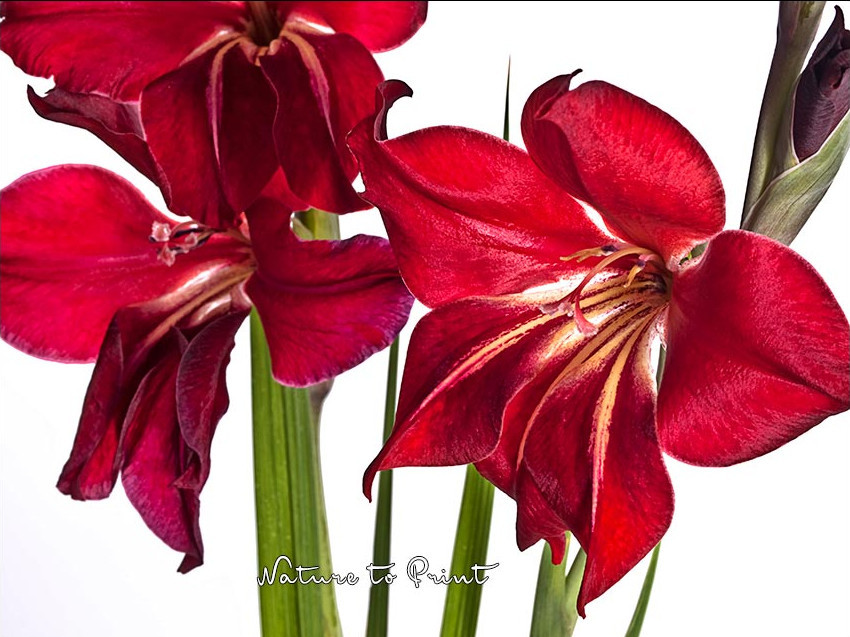 Rote Cottage-Gladiole Claudia, Zwerg-Gladiole, Gladiolus nanus