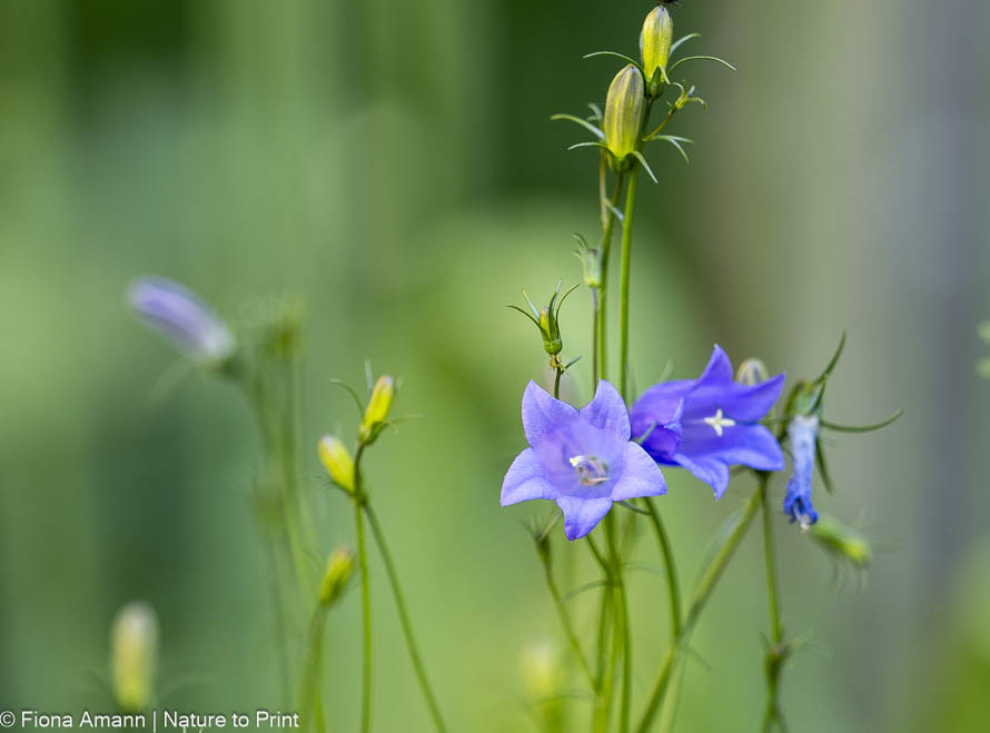Zarte Pfirsichblättrige Glockenblume mit Knospen