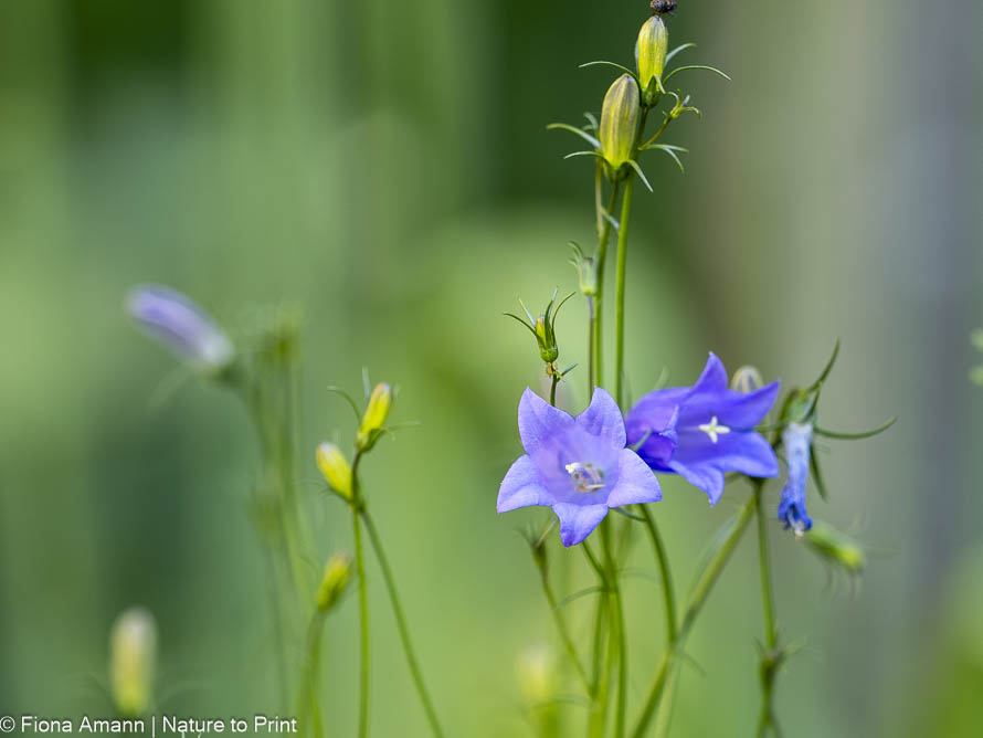 Saatgut ernten. Kostenlose Blütenfülle dank 30 Blumen Zarte Pfirsichblättrige Glockenblume mit Knospen