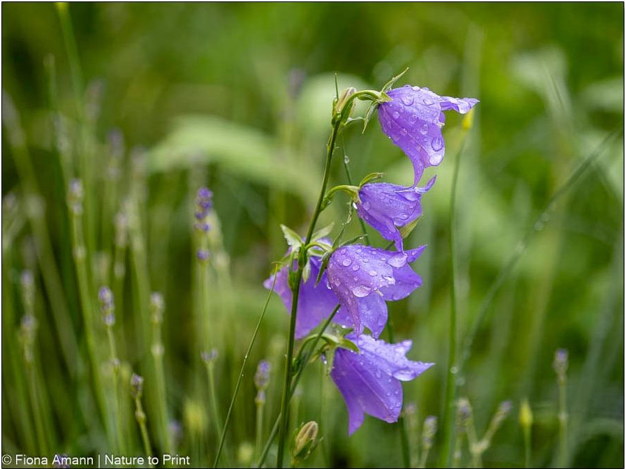 Vorsicht: Diese zarte Campanula sät sich ungezügelt selber aus. Behalten Sie die Staude im Auge.