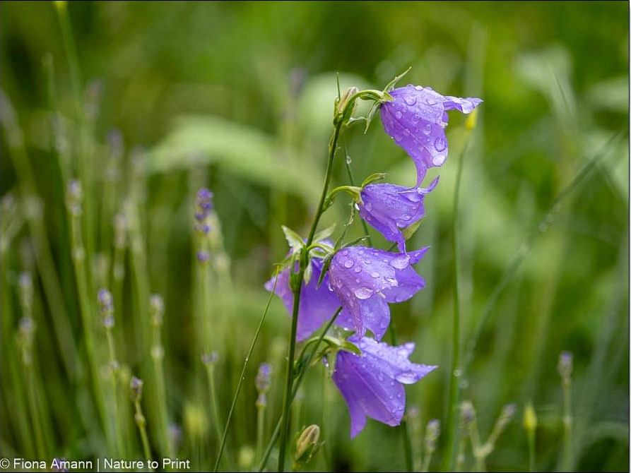 Marienglockenblume, Zweijährige Blume