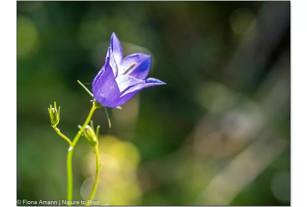Romantische Glockenblume pflanzen, pflegen & vermehren