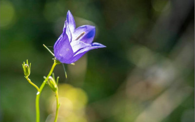Romantische Glockenblume pflanzen, pflegen & vermehren