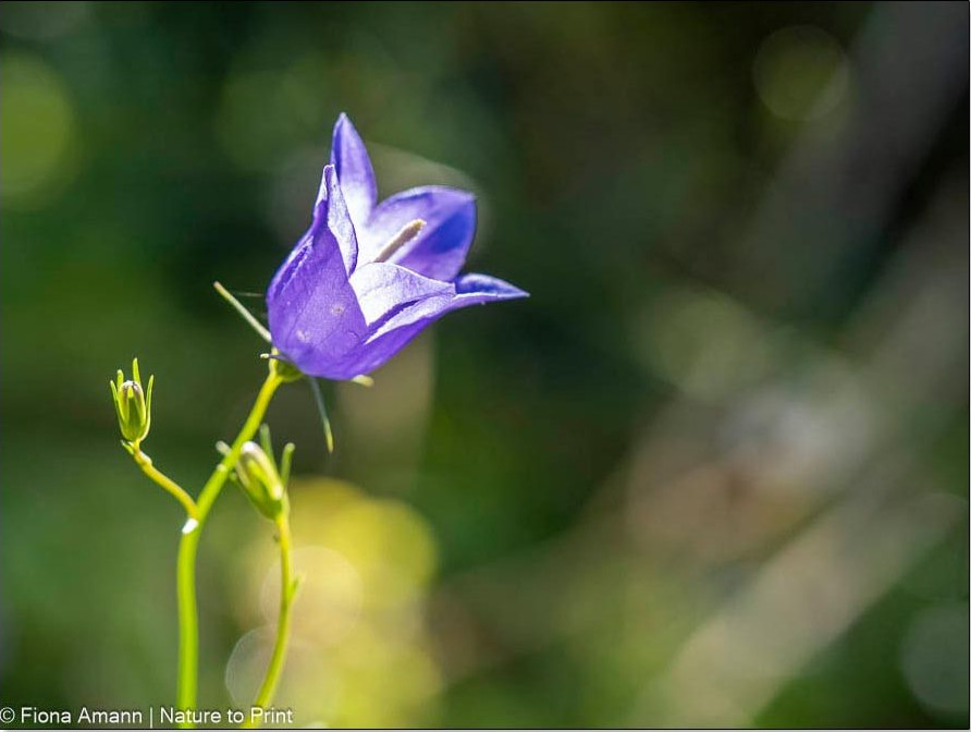 Romantische Glockenblume läutet den Sommer ein