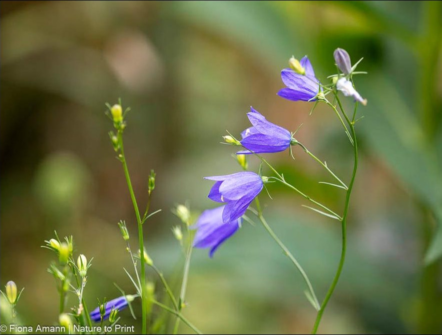 Pfirsichblättrige Campanula treibt es wild und verbreitet sich durch Selbstaussaat