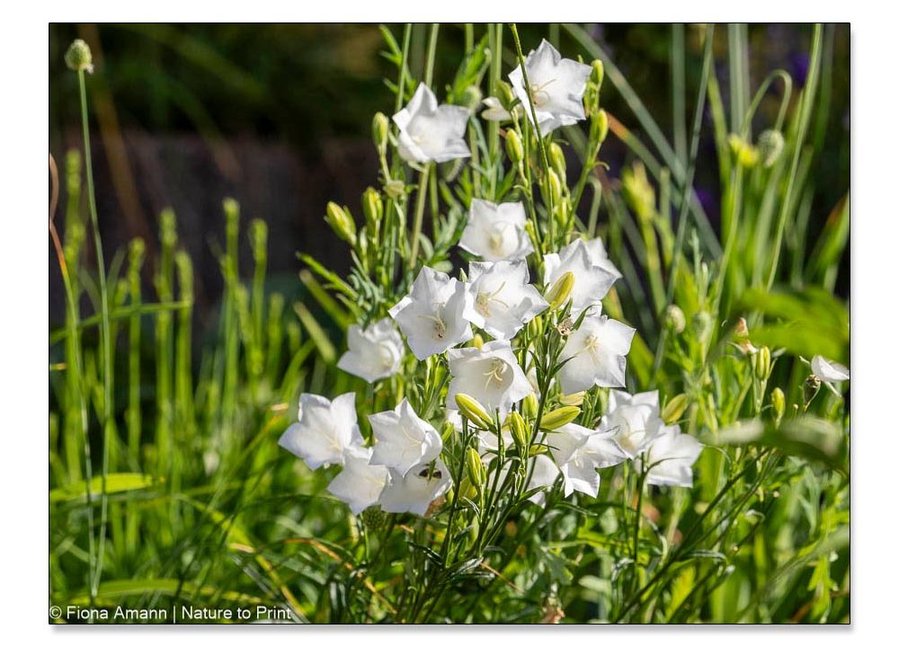 Glockenblume Weiss Winterhart