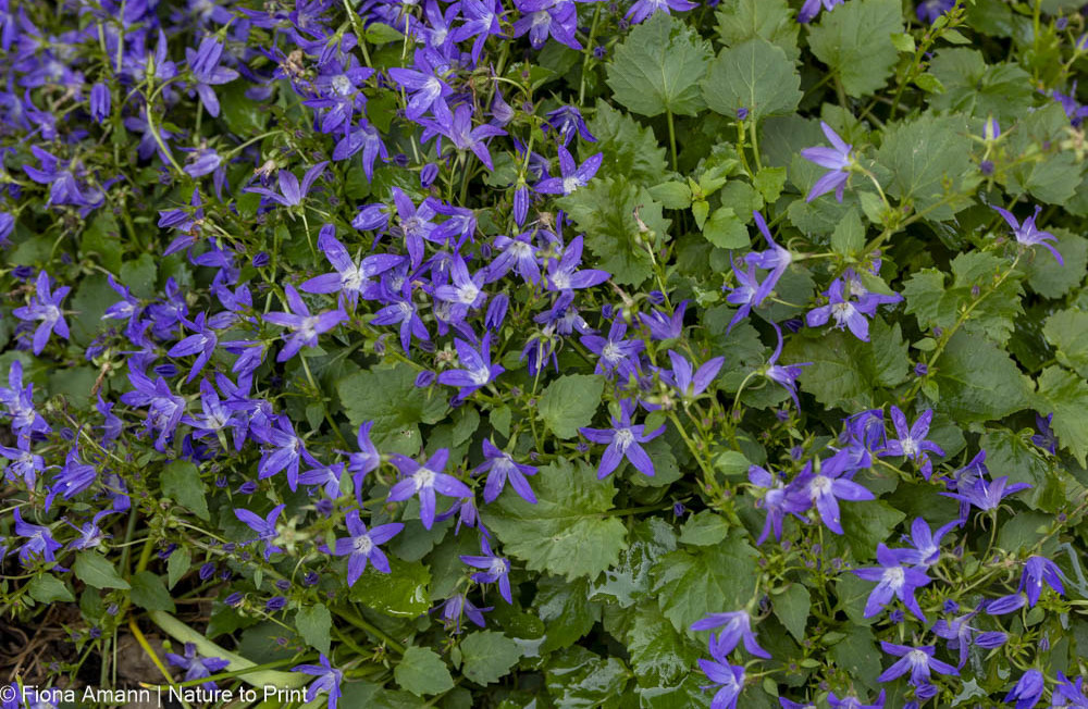 Polster-Glockenblume blüht bereits ab Mai