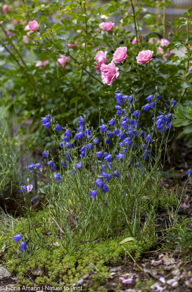 Pfirsichblättrige G. begleitet Rose Sommerwind