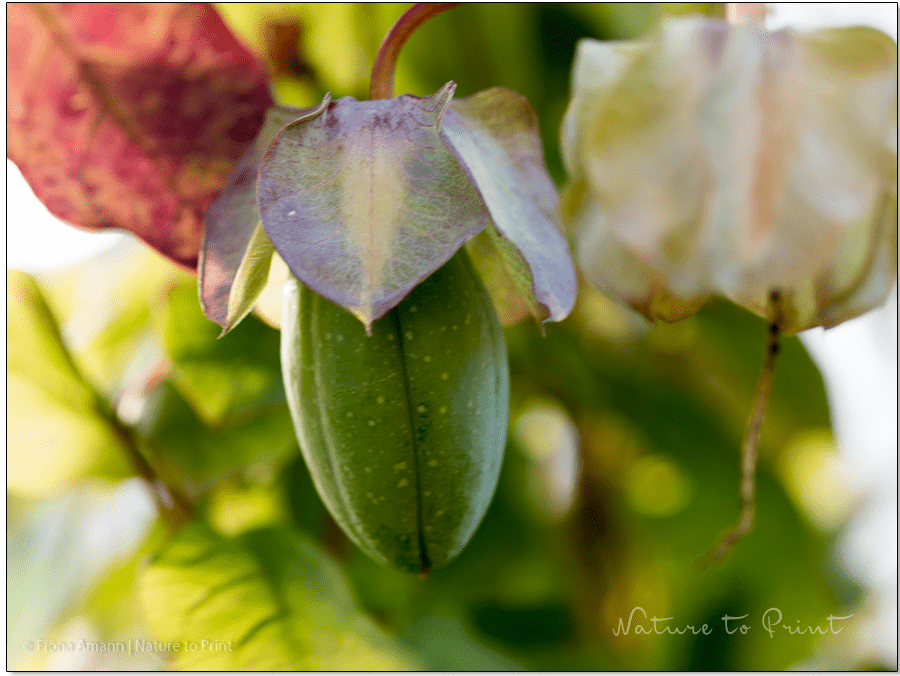 Unreife Frucht / Samenstand einer Glockenrebe im Herbst