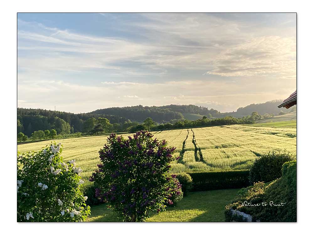 Landleben in Franken. Blick auf ein Getreidefeld