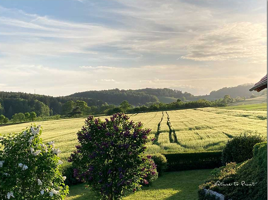 Getreide wächst gleich nebenan. Obstplantagen dahinter. Getreide wächst gleich nebenan. Obstplantagen dahinter.