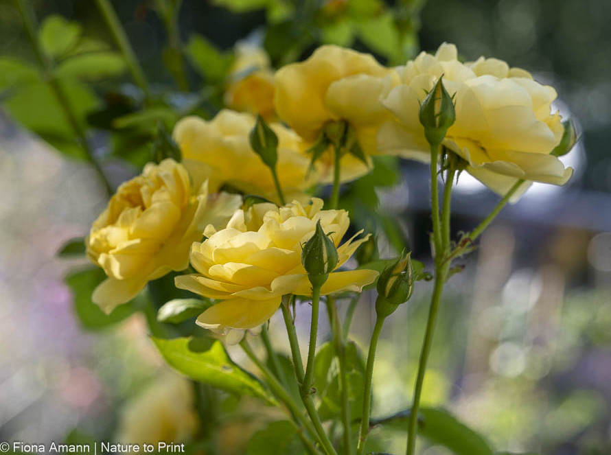 Strauchrose Graham Thomas ist über 25 Jahre alt