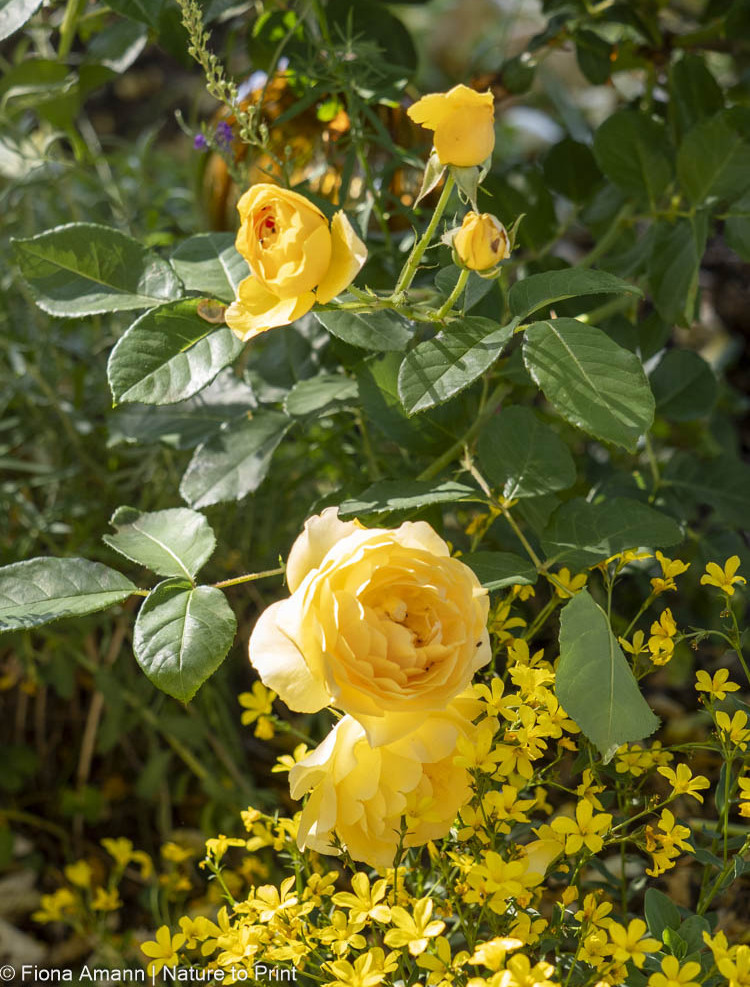 Strauchrose schön unterpflanzt mit Gelben Lein