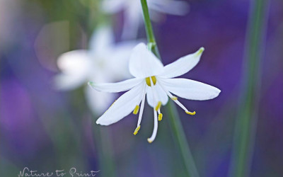Die Graslilie, eine Zukunftspflanze, die es heiß, sonnig & trocken mag.