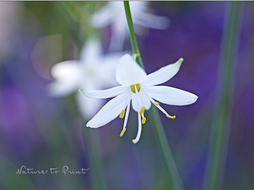 Ästige Graslilie, charmante Wildstaude, die es heiß, trocken und sonnig mag. Ästige Graslilie, charmante Wildstaude, die es heiß, trocken und sonnig mag.