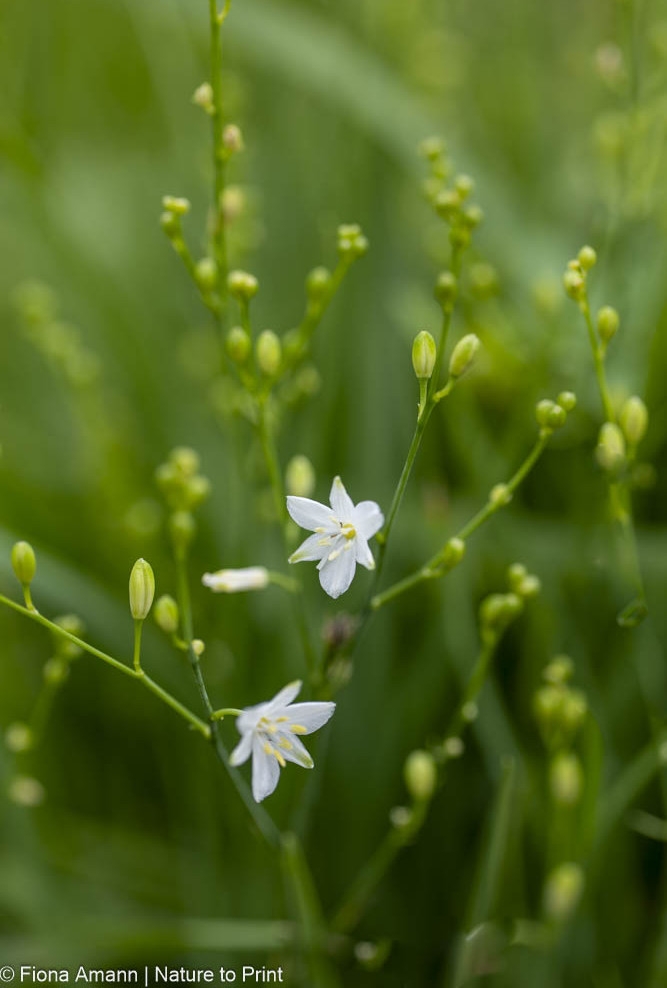 Ästige Graslilie, Zukunftspflanze und Wildstaude, die es heiß und trocken mag
