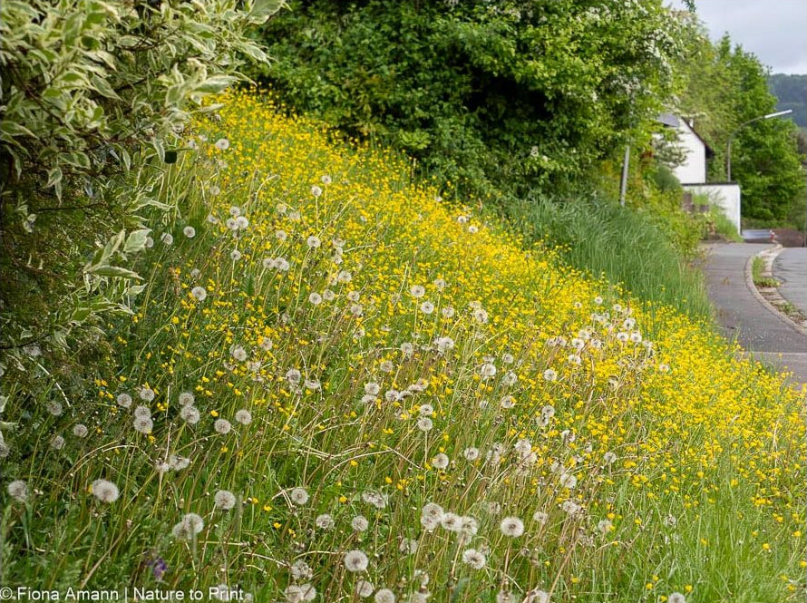 Böschung am Straßenrand, 90 % Hahnenfuß, der Rest ist Löwenzahn Böschung am Straßenrand, 90 % Hahnenfuß