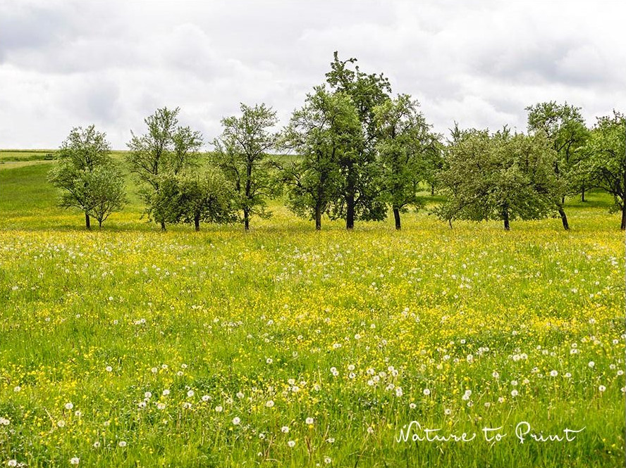 Blühende Wildblumenwiese vor Streuobstwiese, Anfang Mai in Unterlindelbach / Igensdorf, Franken Blühende Wildblumenwiese, Anfang Mai in Unterlindelbach