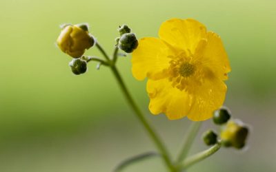 Vorsicht Kriechender Hahnenfuß, insektenfreundlich, aber extrem lästig