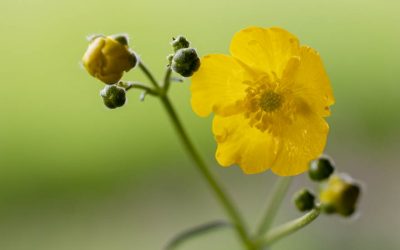 Vorsicht Kriechender Hahnenfuß, insektenfreundlich, aber extrem lästig