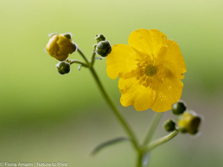Hahnenfuß mit Knospen, blüht im Mai