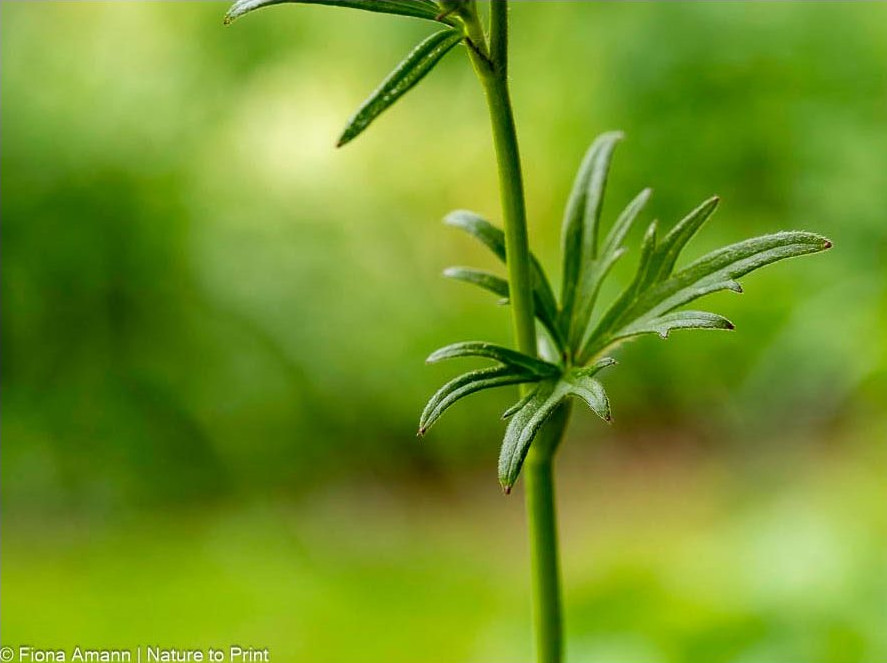Die Blätter sitzen einzeln am Stiel und erinnern an den Fuß eines Hahnes Blatt einer Hahnenfußpflanze