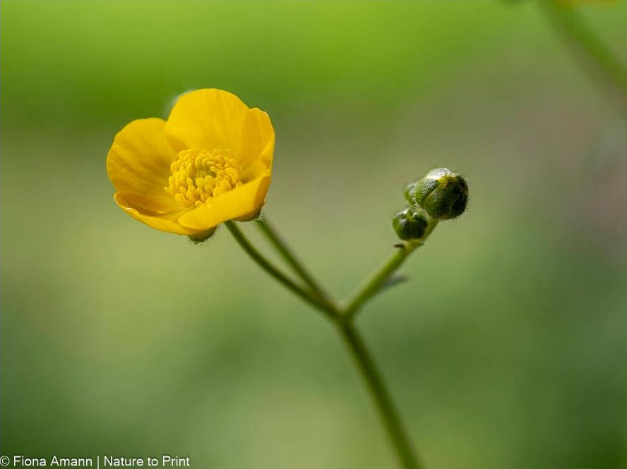 Butterblume mit Knospe, gut für Insekten, hübsch für die Vase, aber schlecht für Garten und Rasen Butterblume mit Knospe, hübsch für die Vase, aber schlecht für Garten und Rasen
