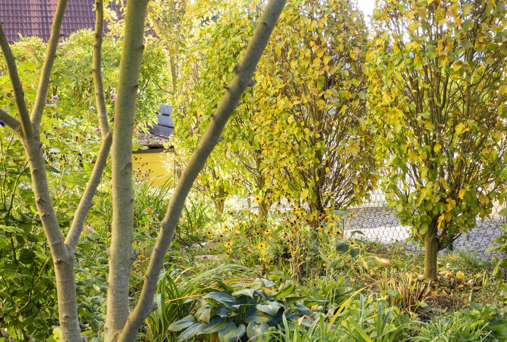 Gelassen gärtnern im Herbst. 6 Tipps für mehr Freude statt Arbeit