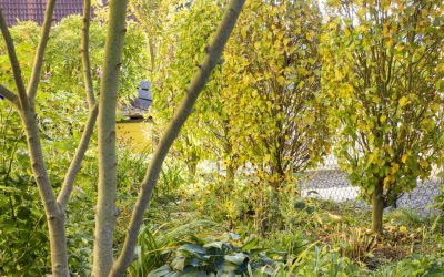 Gelassen gärtnern im Herbst. 6 Tipps für mehr Freude statt Arbeit