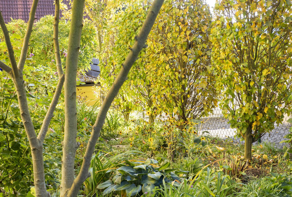 Gelassen gärtnern: Den Baumschnitt erledigt der Gärtner.