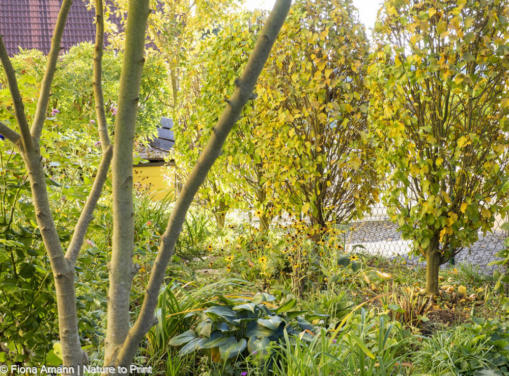 Gelassen gärtnern: Den Baumschnitt erledigt der Gärtner.