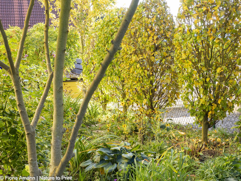 Gelassen gärtnern: Den Baumschnitt erledigt der Gärtner.