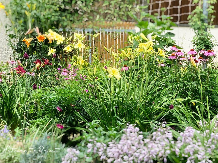 Staudenbeet mit hohen Tagliien und kleinen Hostas im Vordergrund
