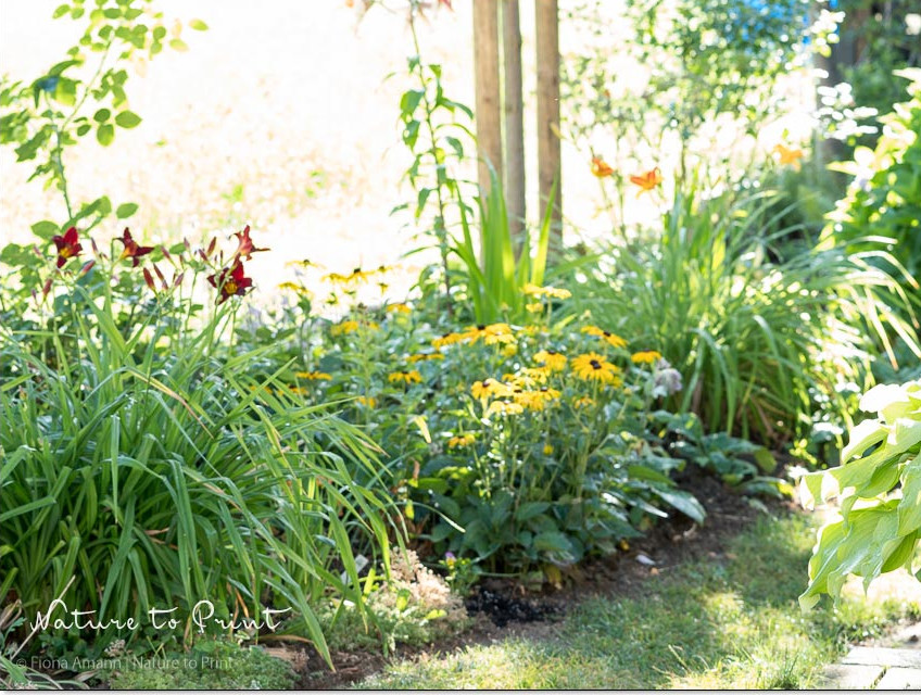 'Frans Hals' und 'Tang' blühen auch im Halbschatten ganz wunderbar